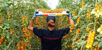 Yellow Cherry Tomatoes in Puree, Pomodorini, Daterini 28.22 oz (800g), 100% Italian, Cosi Come