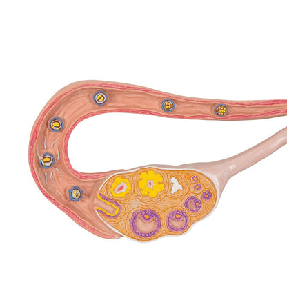 3B Scientific L01 Stages of Fertilization and of The Embryo, 2-Times Magnification, 13.8" x 8.3" x 7.9"