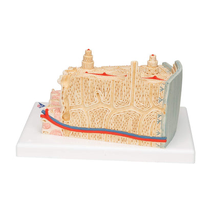 3B Scientific A79 Bone Structure Model Enlarged 80 times - 3B Smart Anatomy