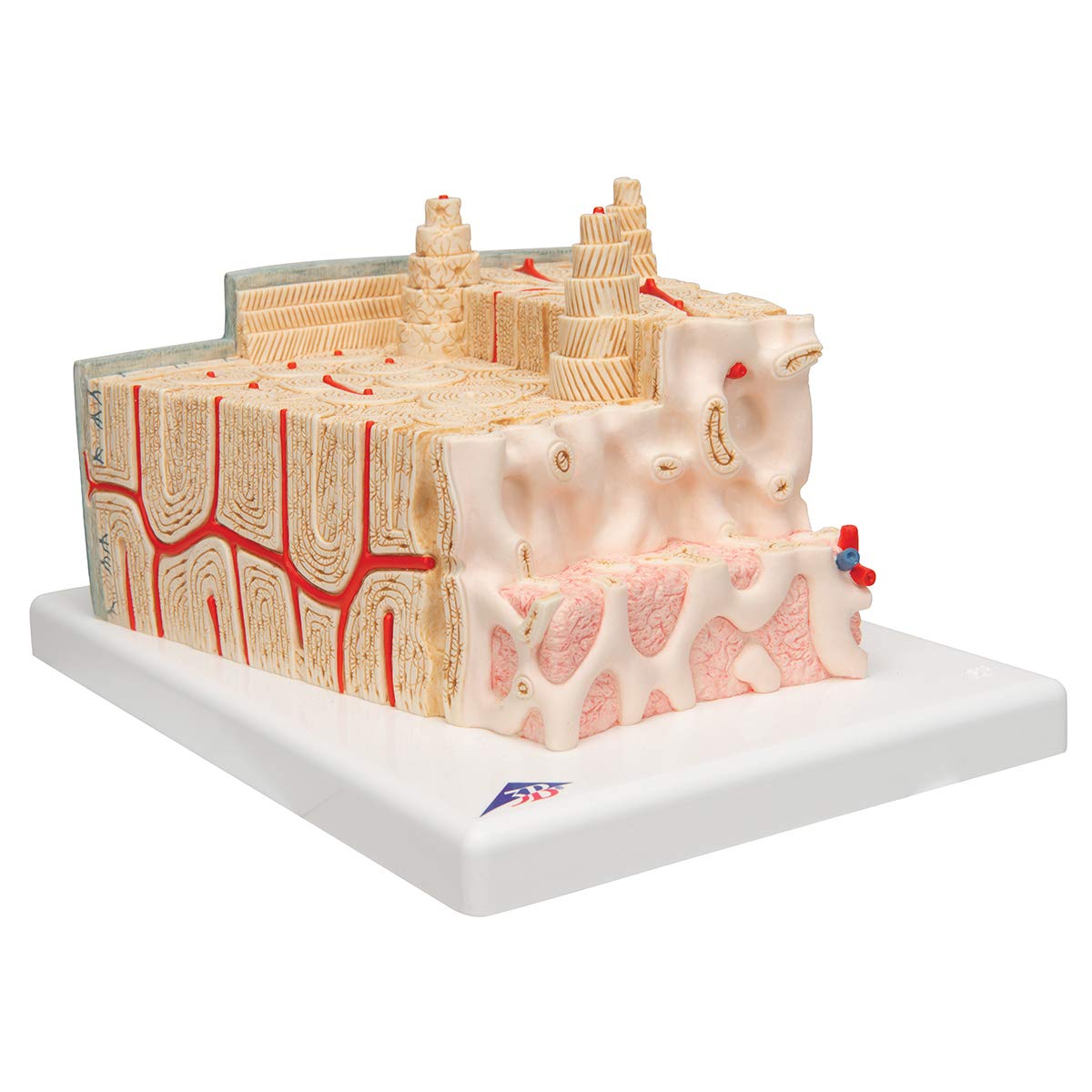 3B Scientific A79 Bone Structure Model Enlarged 80 times - 3B Smart Anatomy