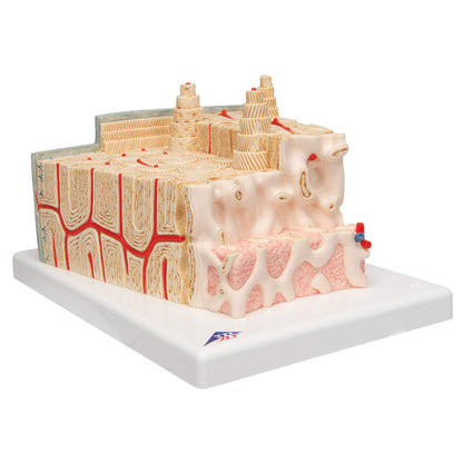 3B Scientific A79 Bone Structure Model Enlarged 80 times - 3B Smart Anatomy