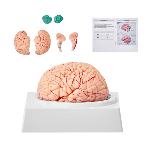 VEVOR Human Brain Anatomy Model - 9-Part Life Size Brain with Color-Coded Artery for Science Classroom Study & Display