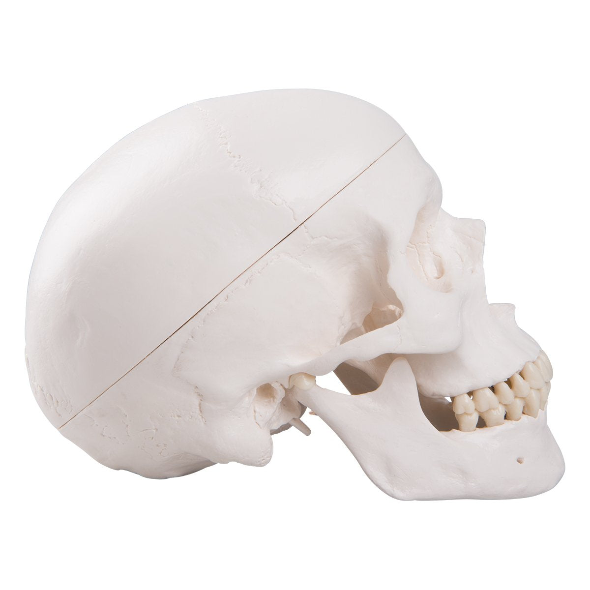3B Scientific A20 Human Anatomy - Classic Human Skull Model with Magnetic Connections, 3 Part + Free Anatomy Software - 3B Smart Anatomy