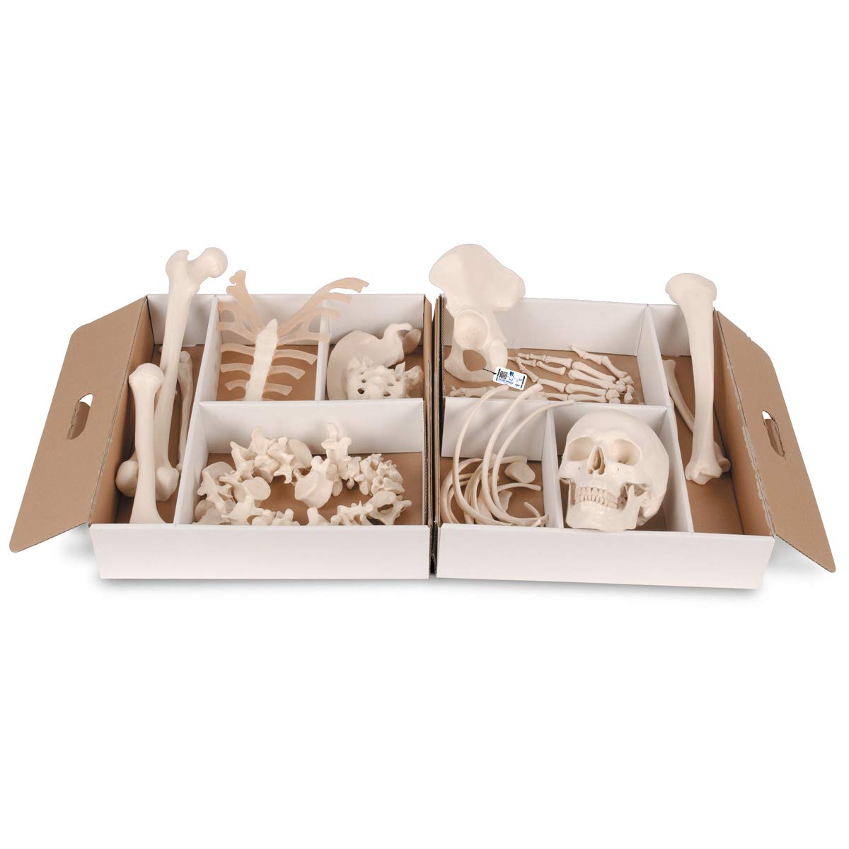 3B Scientific A04 Disarticulated Half Skeleton 52 pieces - 3B Smart Anatomy