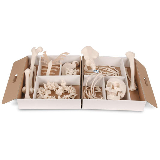 3B Scientific A04 Disarticulated Half Skeleton 52 pieces - 3B Smart Anatomy
