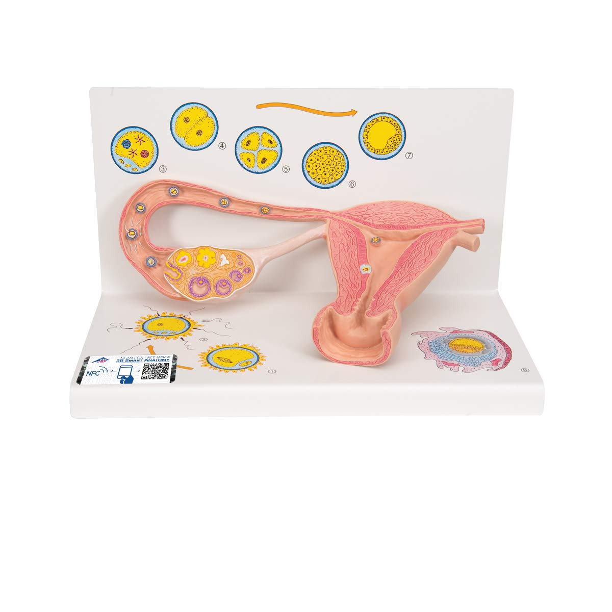 3B Scientific L01 Stages of Fertilization and of The Embryo, 2-Times Magnification, 13.8" x 8.3" x 7.9"
