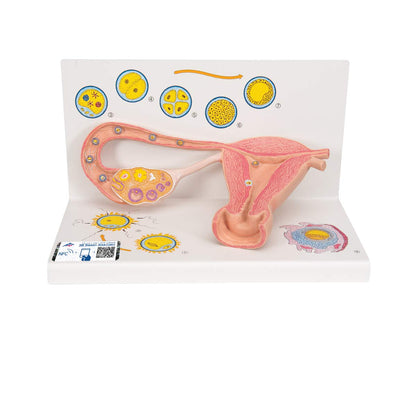 3B Scientific L01 Stages of Fertilization and of The Embryo, 2-Times Magnification, 13.8" x 8.3" x 7.9"