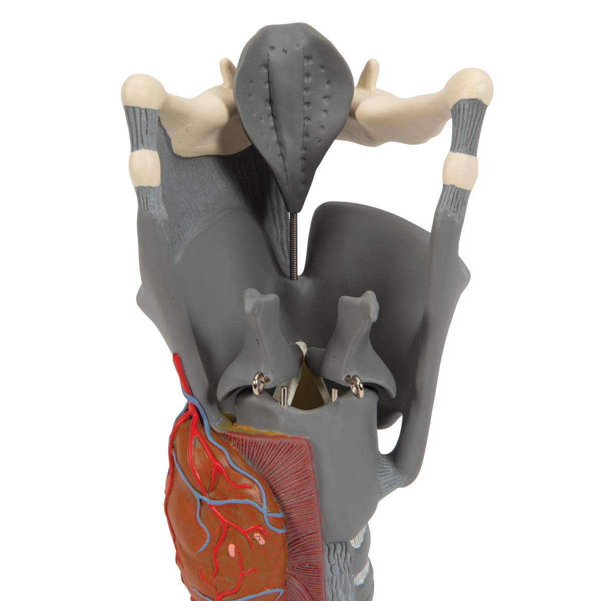 3B Scientific G20 Functional Larynx 2.5x life size - 3B Smart Anatomy