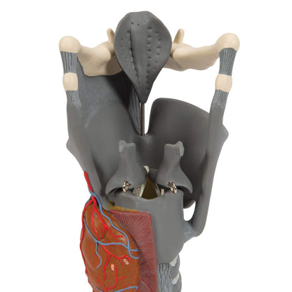 3B Scientific G20 Functional Larynx 2.5x life size - 3B Smart Anatomy
