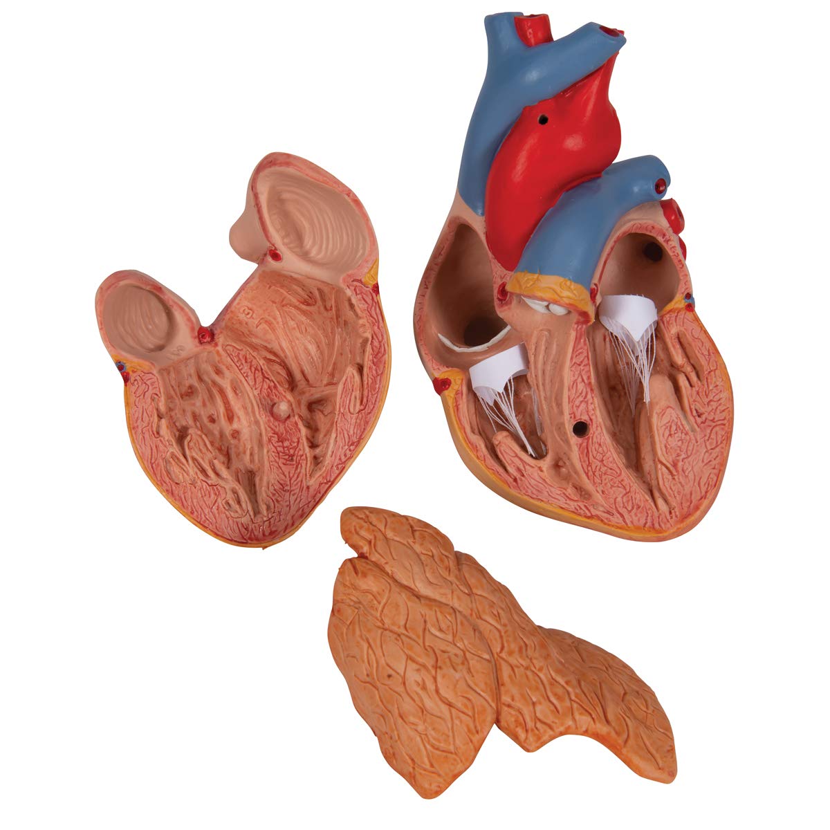 3B Scientific G08/1 Classic Heart w/ Thymus 3-part - 3B Smart Anatomy