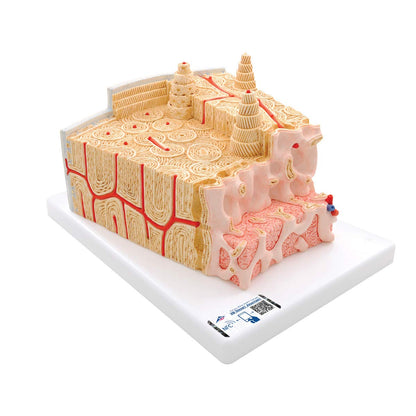 3B Scientific A79 Bone Structure Model Enlarged 80 times - 3B Smart Anatomy
