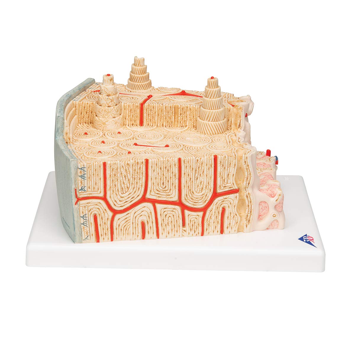 3B Scientific A79 Bone Structure Model Enlarged 80 times - 3B Smart Anatomy