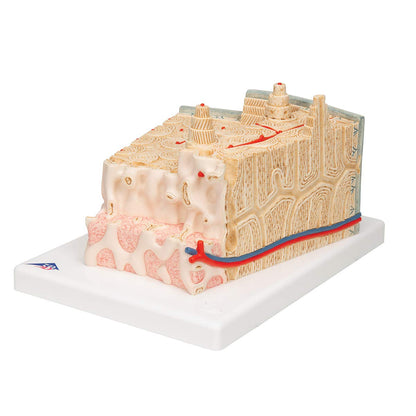 3B Scientific A79 Bone Structure Model Enlarged 80 times - 3B Smart Anatomy