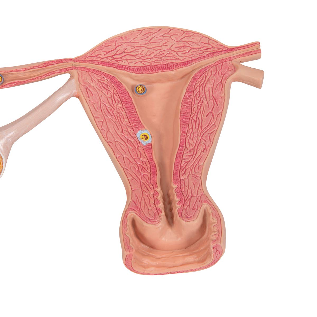 3B Scientific L01 Stages of Fertilization and of The Embryo, 2-Times Magnification, 13.8" x 8.3" x 7.9"