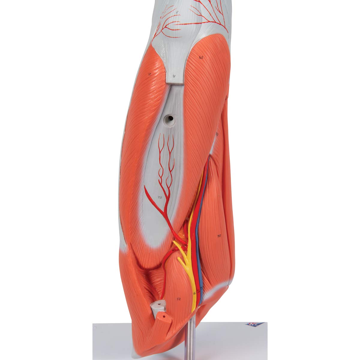 Muscular Leg 9-Part - 3B Smart Anatomy
