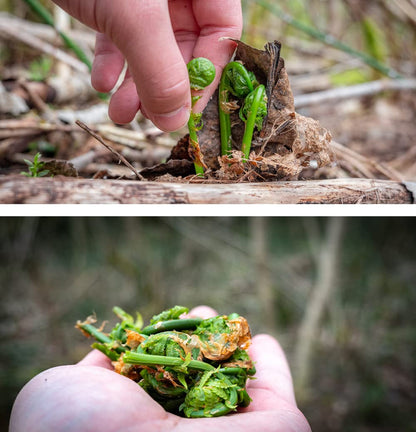 Wild Pickled Fiddleheads (Hot | 250ml - 8oz) | Local | West Coast Wild Foods