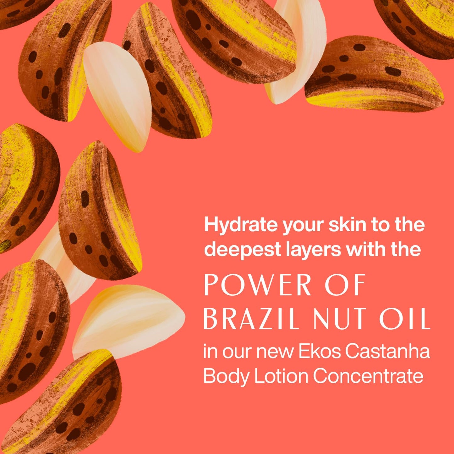 Natura - Brazil Nut Body Lotion Concentrate Castanha Refill
