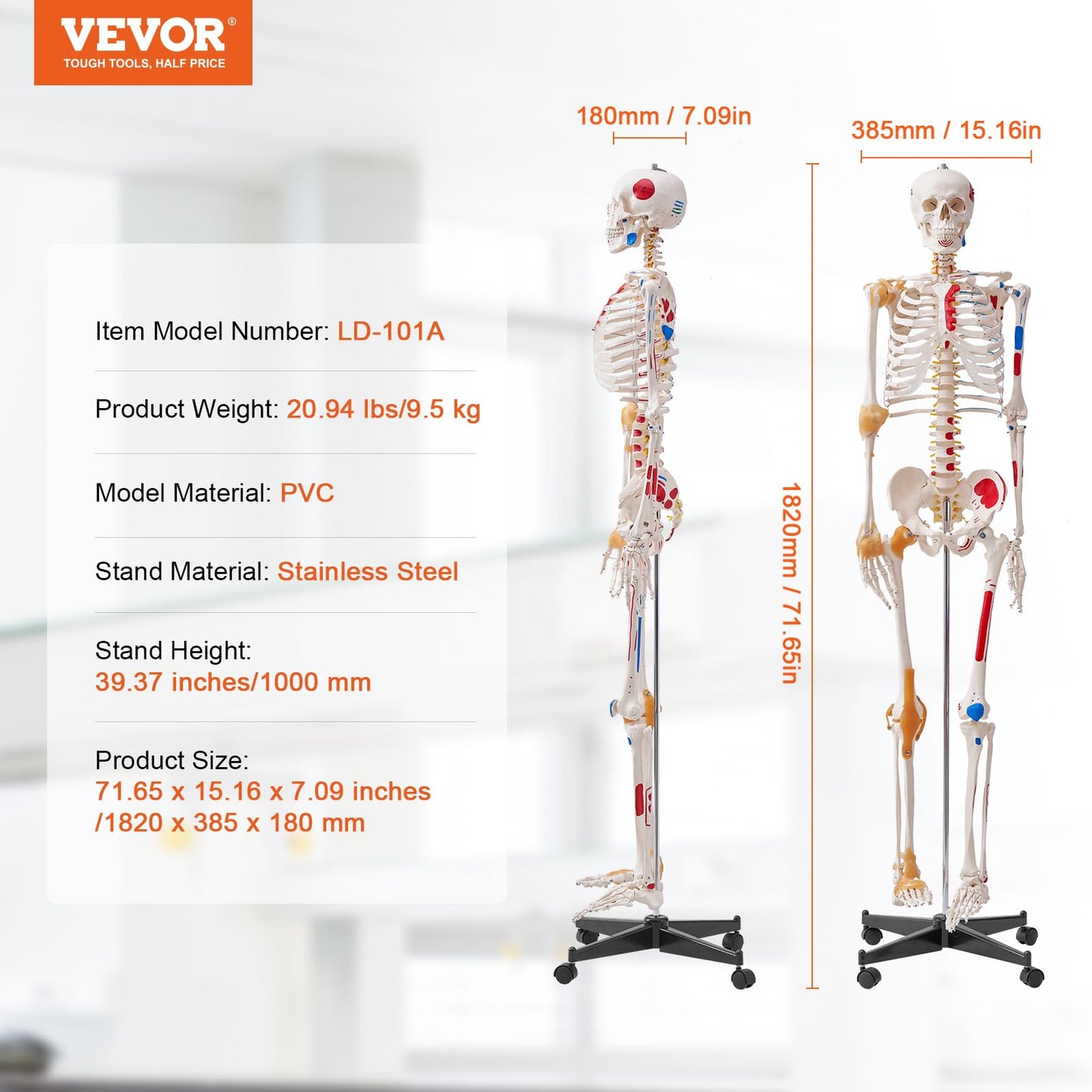VEVOR Human Skeleton Model for Anatomy, 71.65" Life Size, Accurate PVC Anatomy Skeleton Model with Ligaments, Movable Arms, Legs & Jaw, with Muscle Origin & Insertion Points, for Professional Teaching