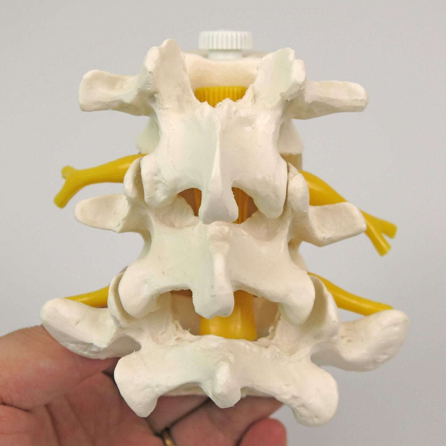 3B Scientific A76/8 3 Lumbar Vertebrae Flexibly Mounted + Free Anatomy App - 3B Smart Anatomy