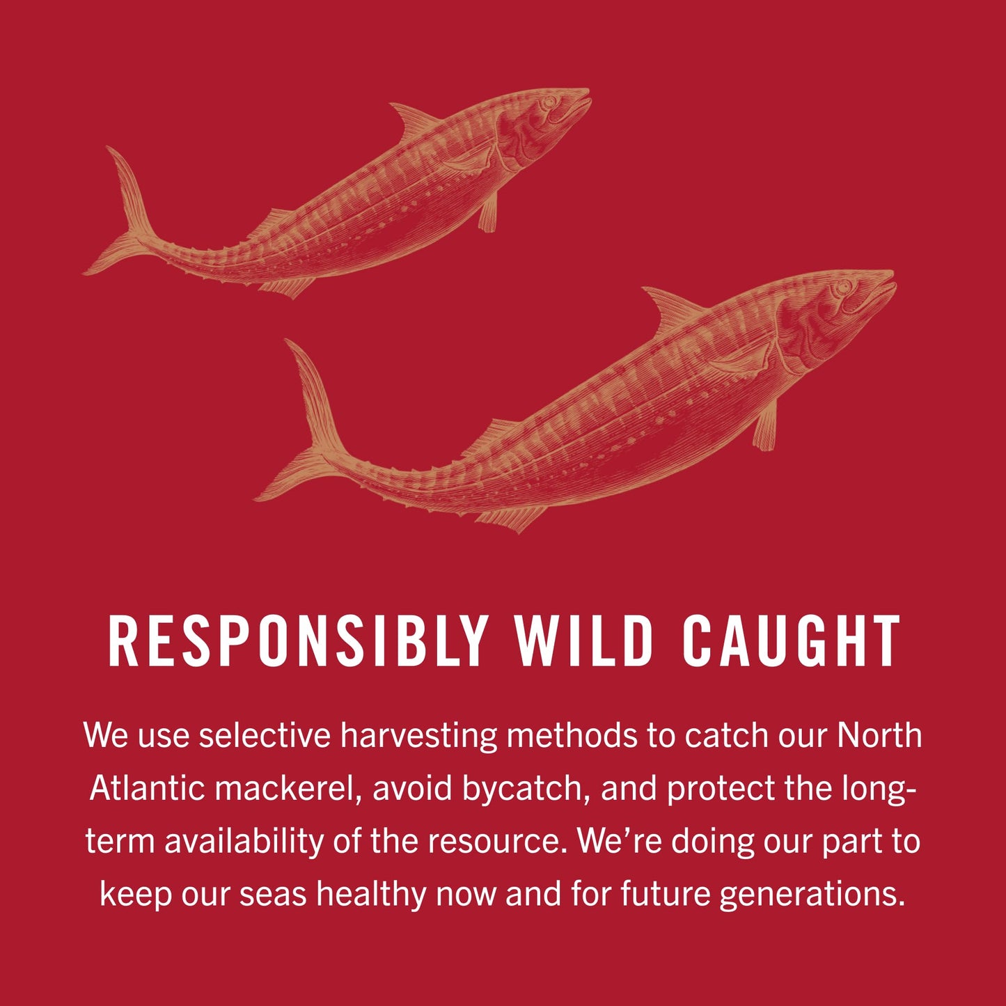 King Oscar Mackerel in Olive Oil, 4.05 Ounce Can (Pack of 6, Packaging May Vary), Skinless & Boneless, Wild Caught Canned Mackerel