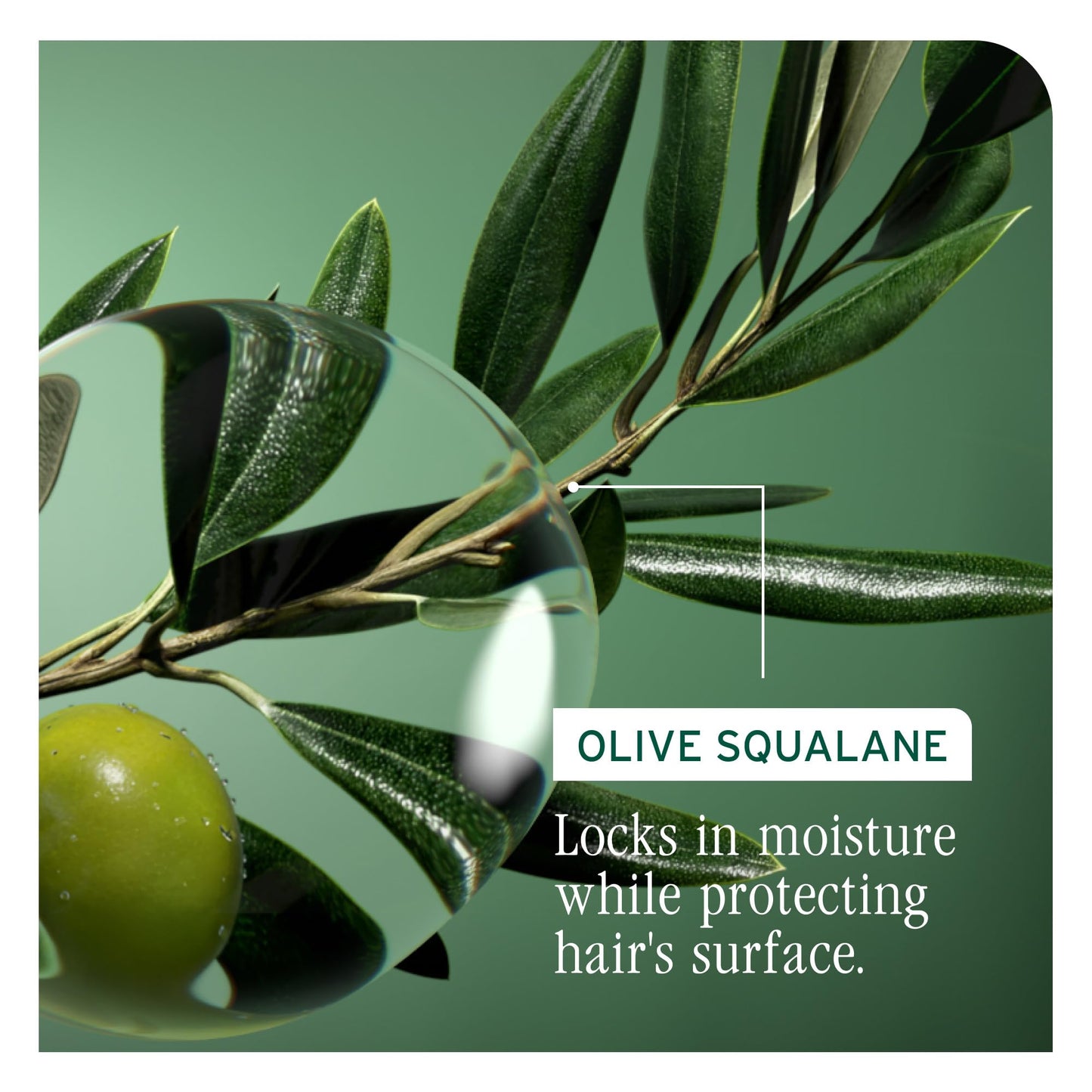 Biolage Strength Recovery Conditioner - Moisturizes & Strengthens Damaged Hair, Softness & Shine, Hydrates and Repairs Damaged Hair, With Olive Squalane & Vegan Proteins, Paraben-Free, Vegan