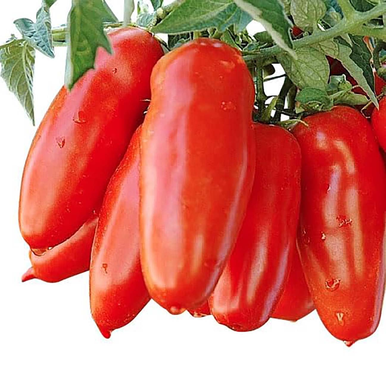 San Marzano Tomato Seeds - For Growing Delicious Tomatoes for Sauces, Paste, Canning