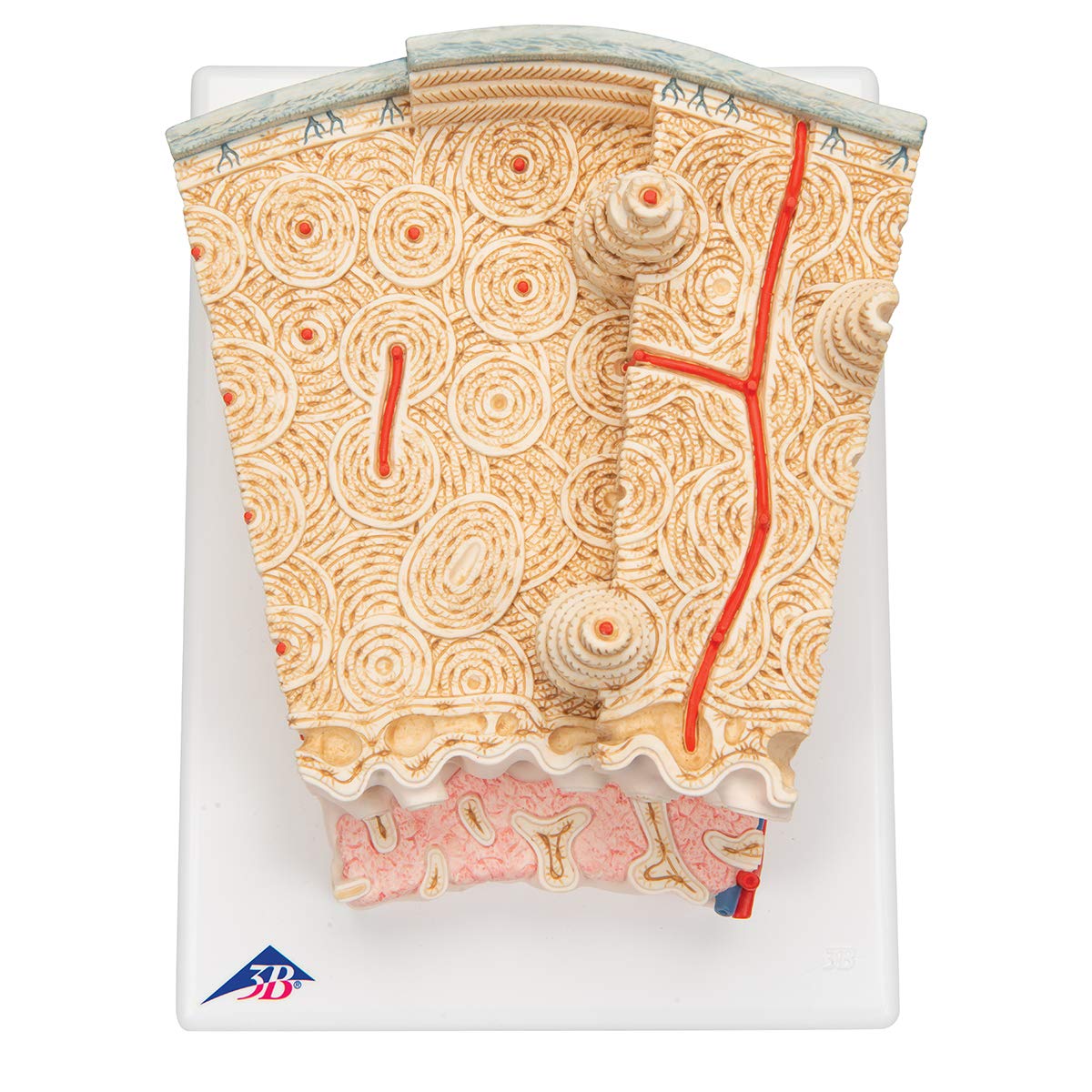 3B Scientific A79 Bone Structure Model Enlarged 80 times - 3B Smart Anatomy