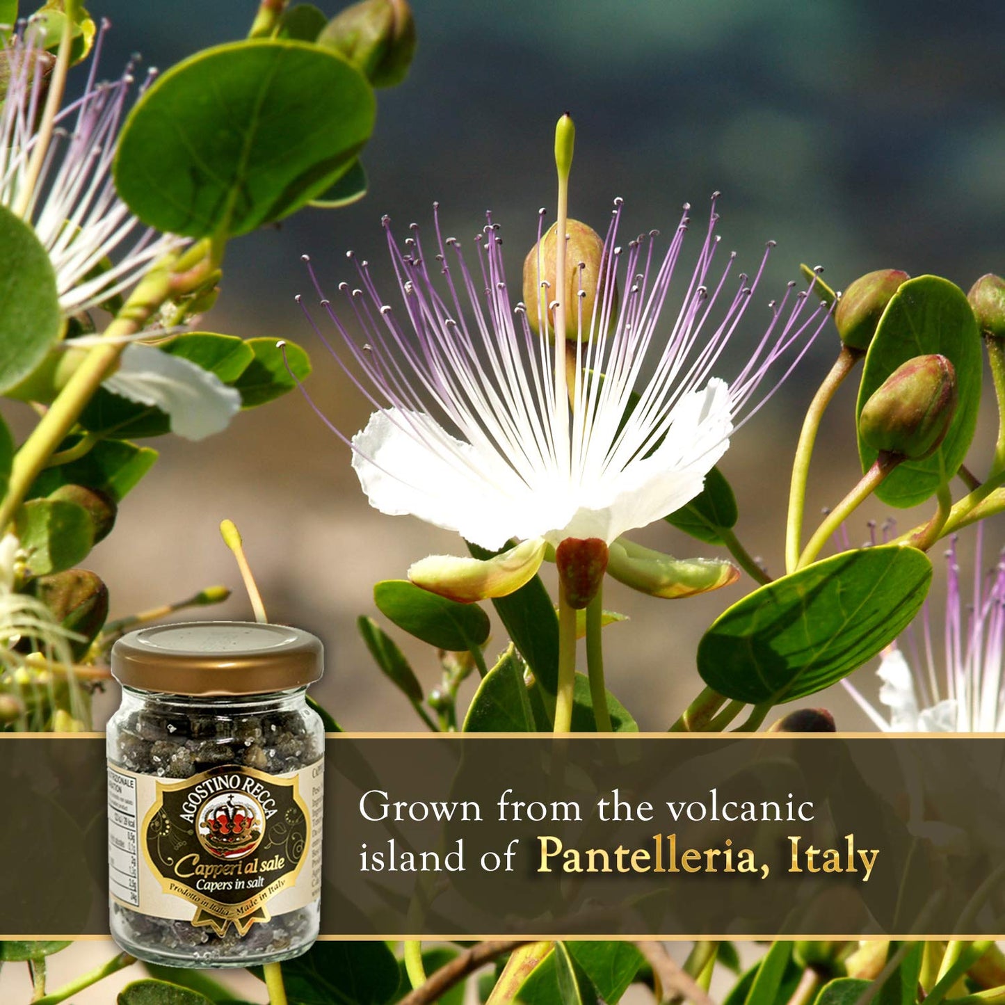 Agostino Recca Capers in Sea Salt - Pickled Capers Best for Sauces, Meats, & Garnishes (2.2 oz)
