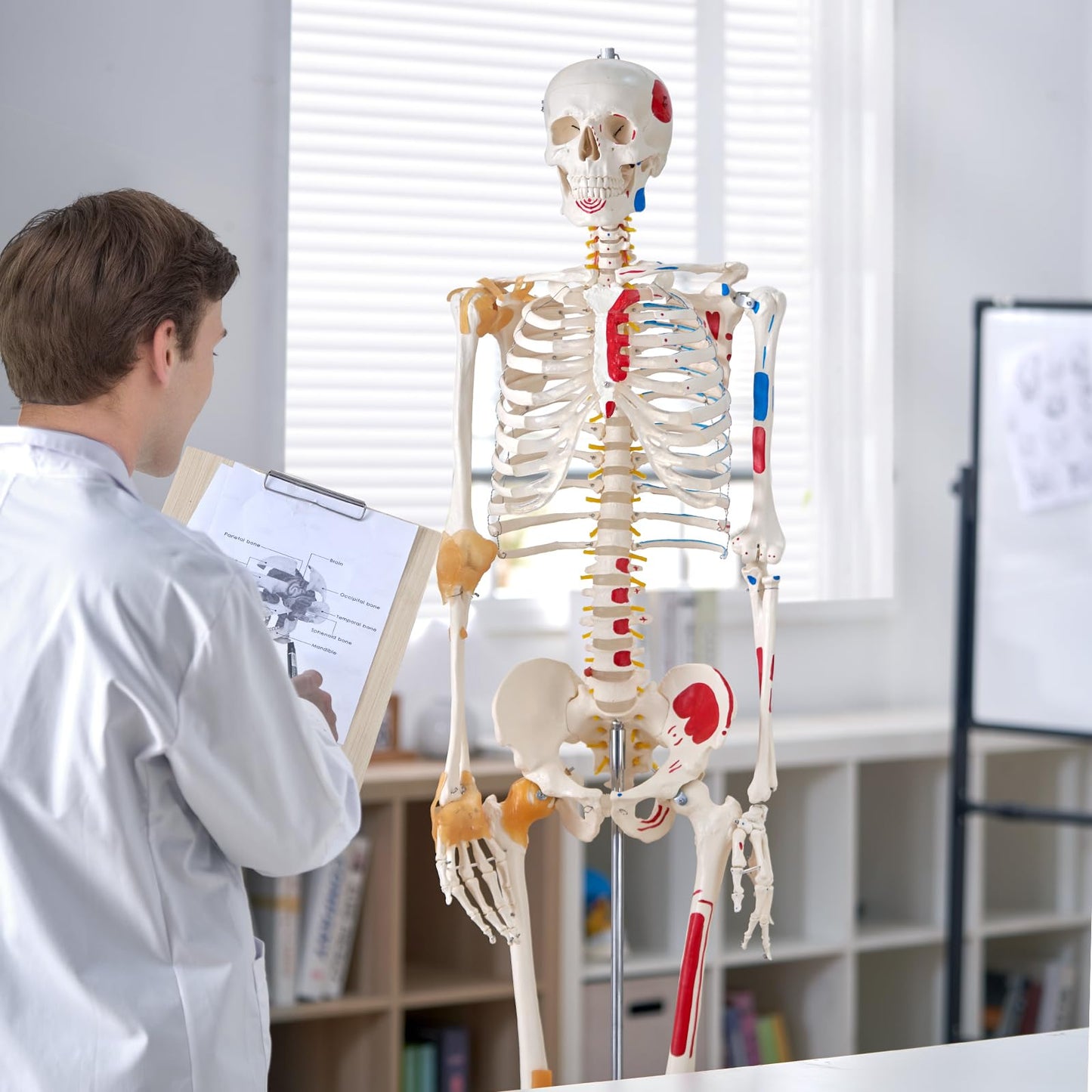 VEVOR Human Skeleton Model for Anatomy, 71.65" Life Size, Accurate PVC Anatomy Skeleton Model with Ligaments, Movable Arms, Legs & Jaw, with Muscle Origin & Insertion Points, for Professional Teaching