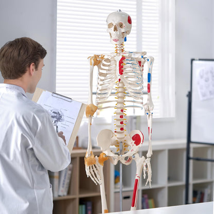 VEVOR Human Skeleton Model for Anatomy, 71.65" Life Size, Accurate PVC Anatomy Skeleton Model with Ligaments, Movable Arms, Legs & Jaw, with Muscle Origin & Insertion Points, for Professional Teaching