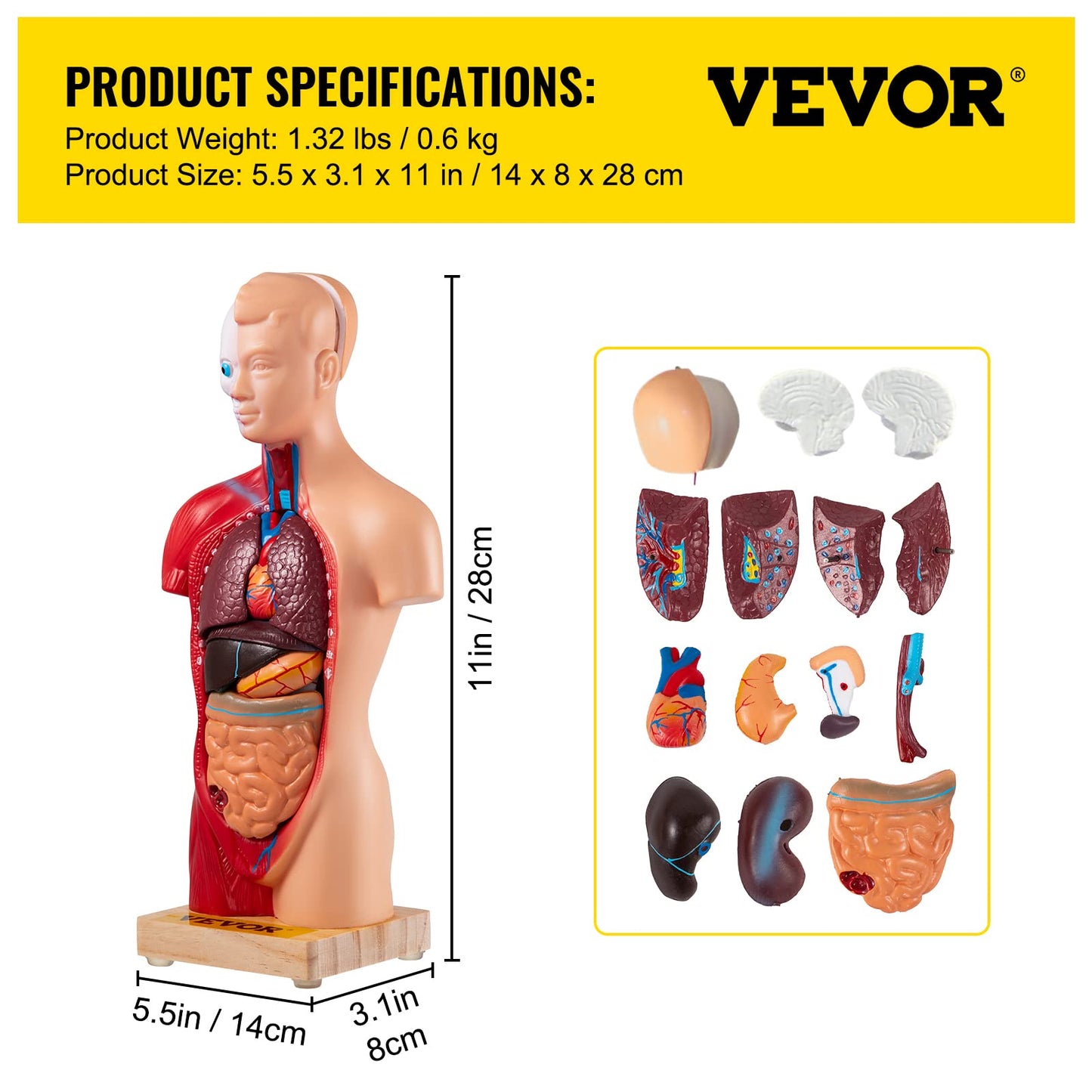 VEVOR Human Torso Anatomy Model, 15 Parts, 11 Inch Human Body Model w/Brian Skull Head Heart and Removable Organs, Display Base & Product Manual Included, for Student Education Learning Display