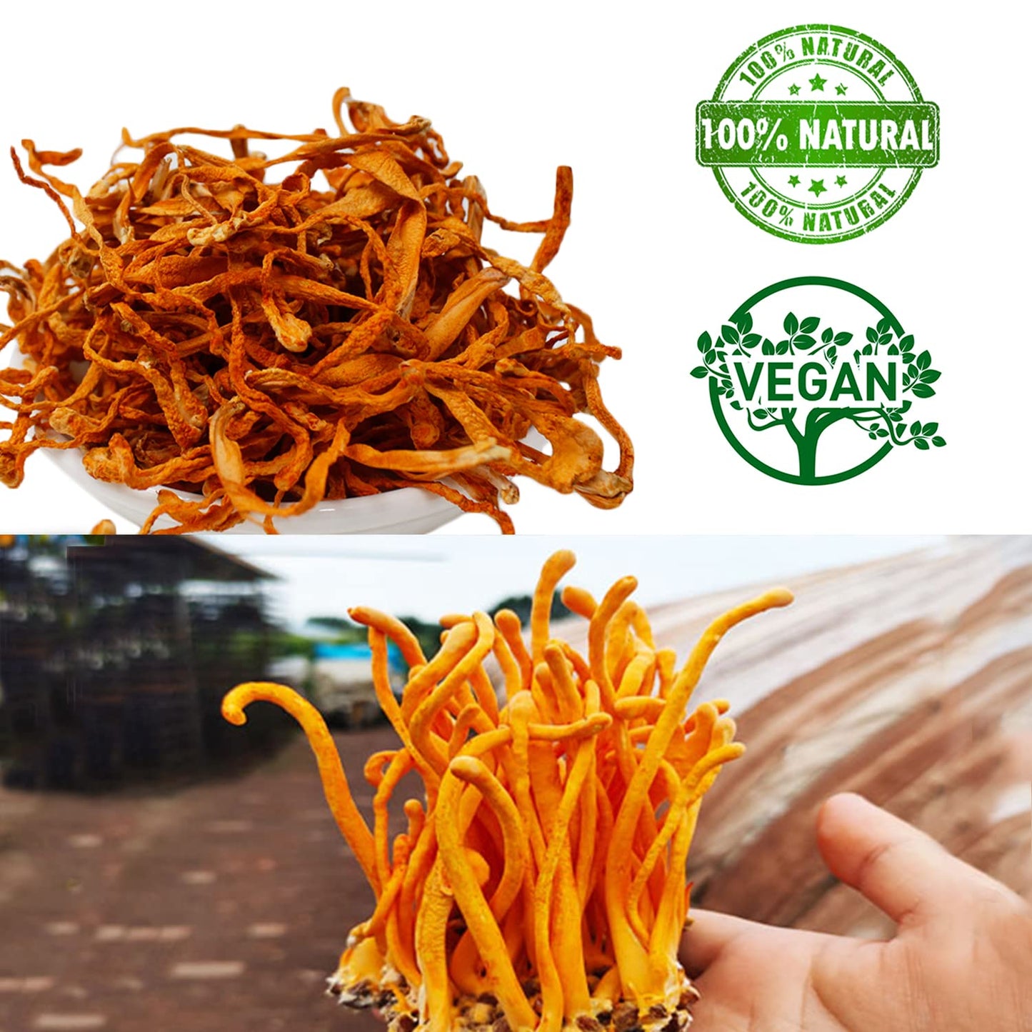 16OZ Cordyceps Flower, 100% Natural Dried Cordyceps Mushroom Supports Energy Immune Function for Soup/Cooking/Cooling/Tea