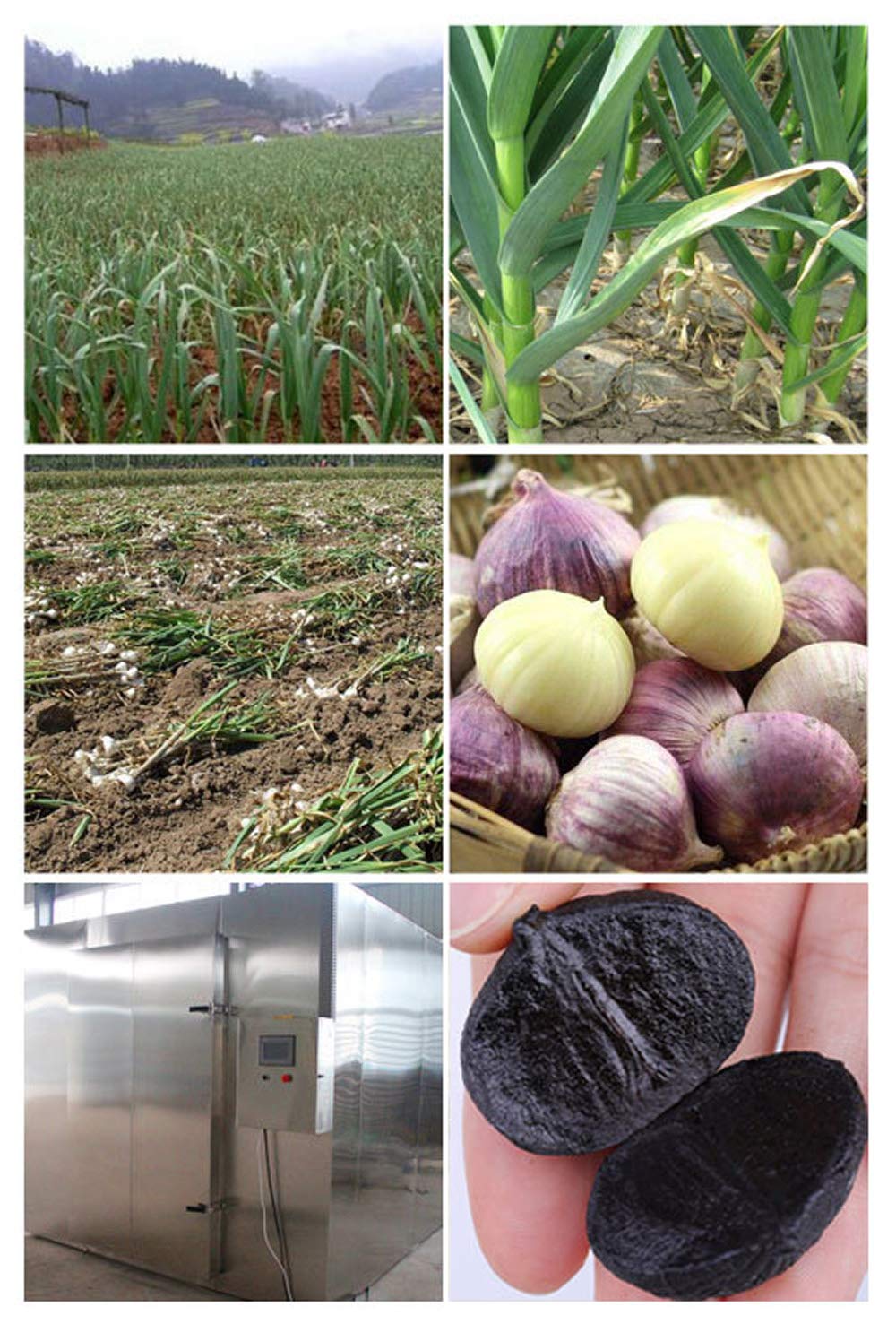 Black Garlic Organic,(100G 6-8 Heads in Pot) Premium Quality,Antioxidant,Healthy and Natural Energizer,Sealed Package,Delicious Garlic Single Heads,Du TOU HEI Suan,100G