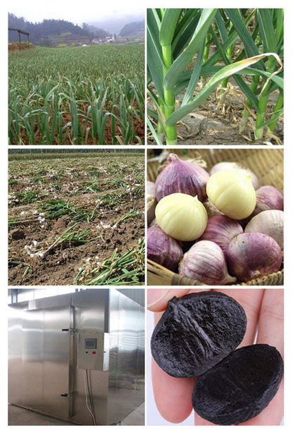 Black Garlic Organic,(100G 6-8 Heads in Pot) Premium Quality,Antioxidant,Healthy and Natural Energizer,Sealed Package,Delicious Garlic Single Heads,Du TOU HEI Suan,100G