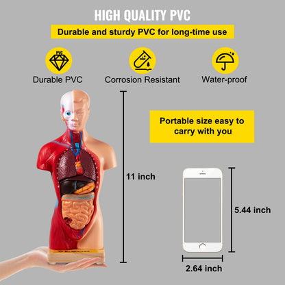 VEVOR Human Torso Anatomy Model, 15 Parts, 11 Inch Human Body Model w/Brian Skull Head Heart and Removable Organs, Display Base & Product Manual Included, for Student Education Learning Display