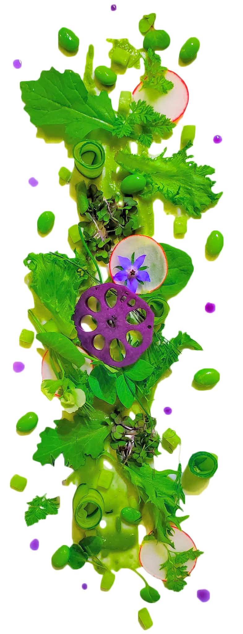 Butterfly & Elderflower Lotus Root Slices, 60 Slices per Jar | All-Natural, Vegan, Kosher, Gluten-Free, Non-GMO | Naturally Colored with Butterfly Pea Flower, Elderflower Infused