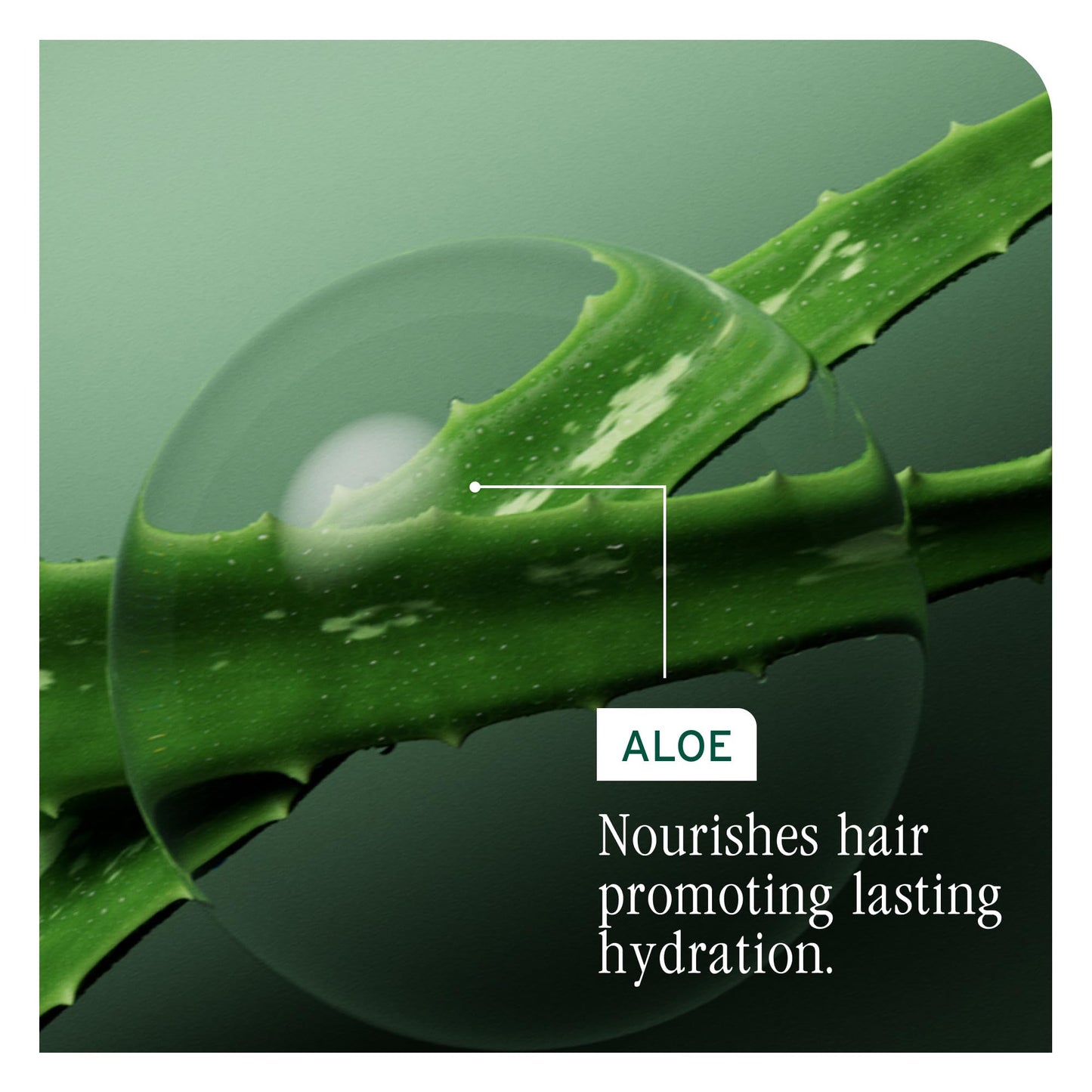 Biolage Hydra Source Shampoo - Softens, Moisturizes & Adds Shine, For Dry Hair, Infused with Micro-Filtered Aloe Vera & Fermented Hyaluronic Acid, Vegan & Paraben-Free