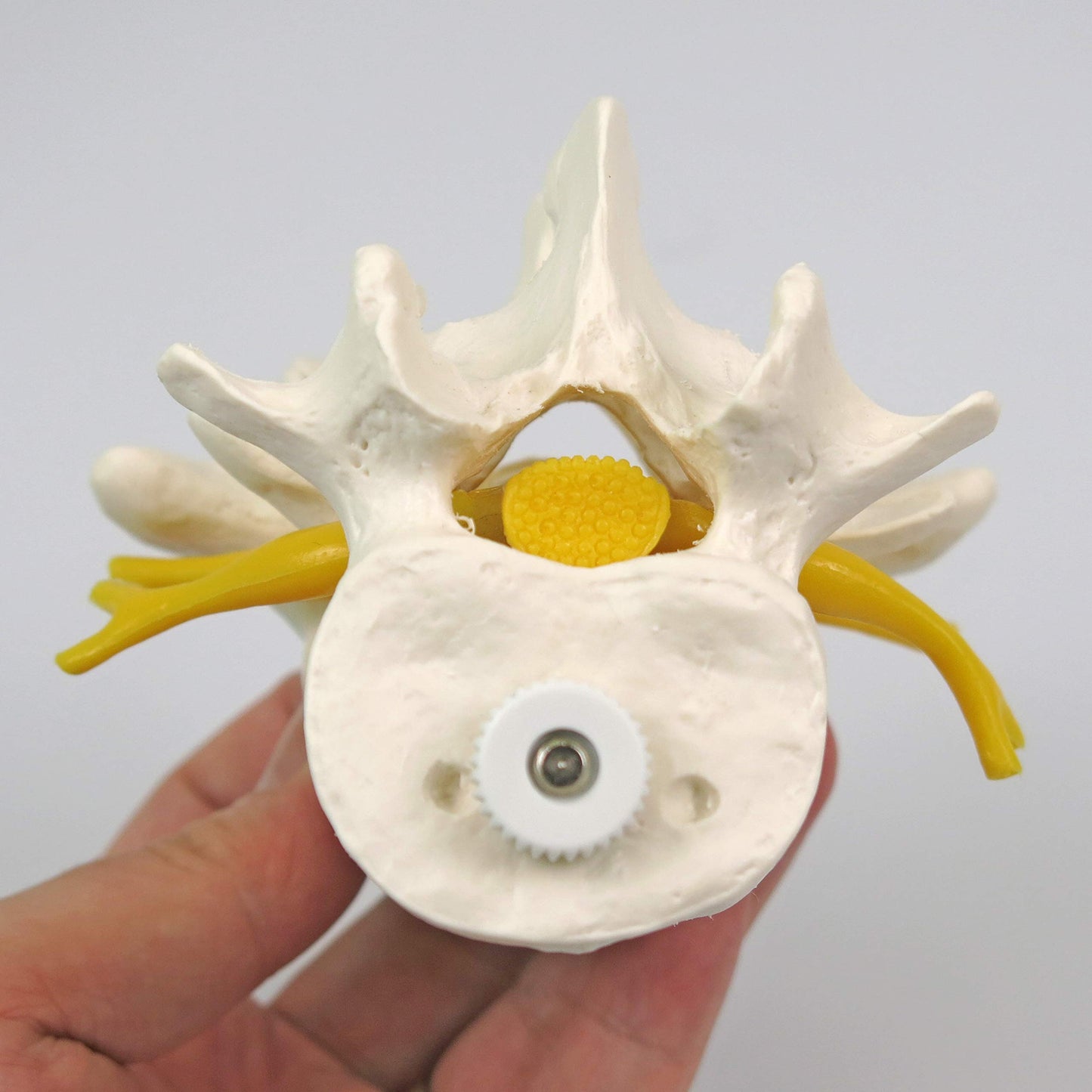 3B Scientific A76/8 3 Lumbar Vertebrae Flexibly Mounted + Free Anatomy App - 3B Smart Anatomy