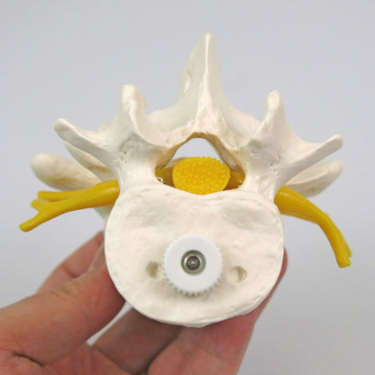3B Scientific A76/8 3 Lumbar Vertebrae Flexibly Mounted + Free Anatomy App - 3B Smart Anatomy