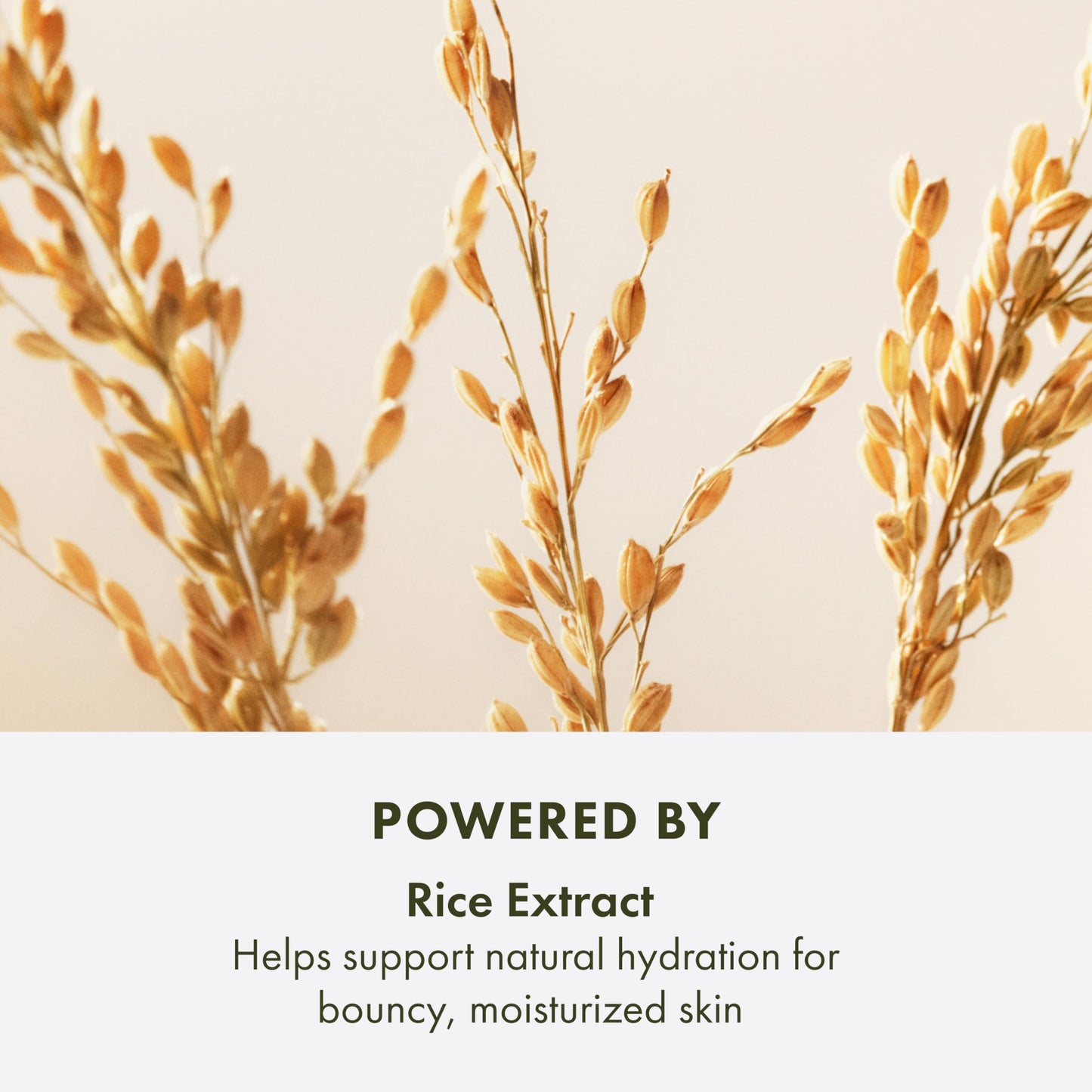Origins Plantscription Lifting + Firming Peptide Moisturizer | Anti Aging Face Cream | Visibly Smooths Fine Lines and Wrinkles | With Peptide & Rice Extract