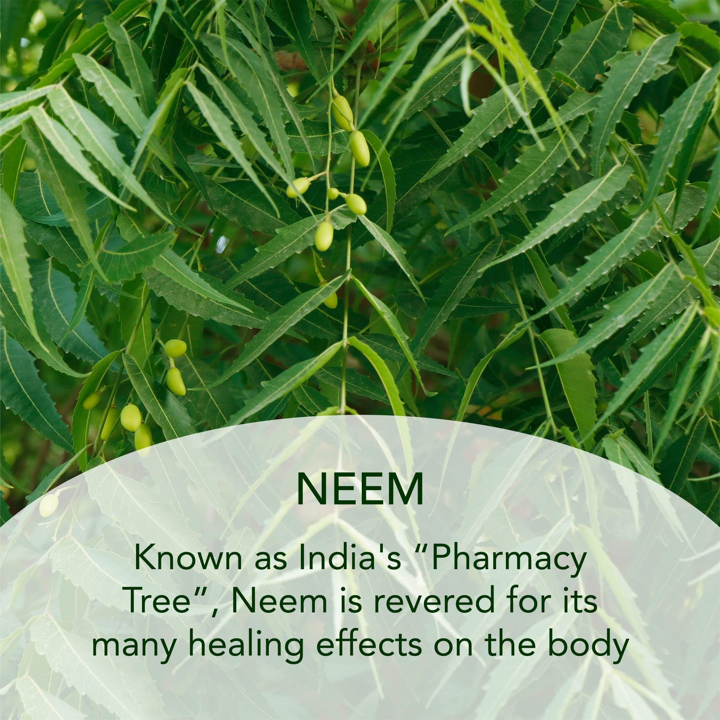 SUNDARI Neem & Tamanu Corrective Moisturizer, 1.7 Fl Oz, Hydrating, Lightweight Deep Penetrating Formula, Softens Fine Lines & Removes Wrinkles