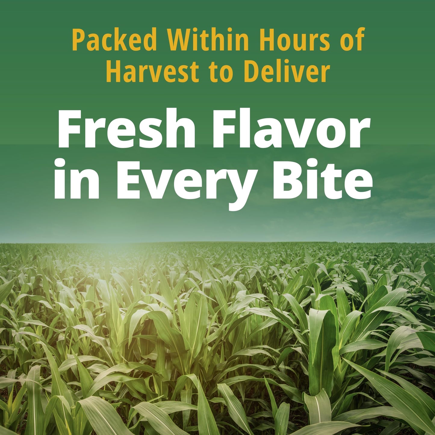 Del Monte Whole Kernel Gold Corn No Salt Added, 8.75-Ounce (Pack of 12)