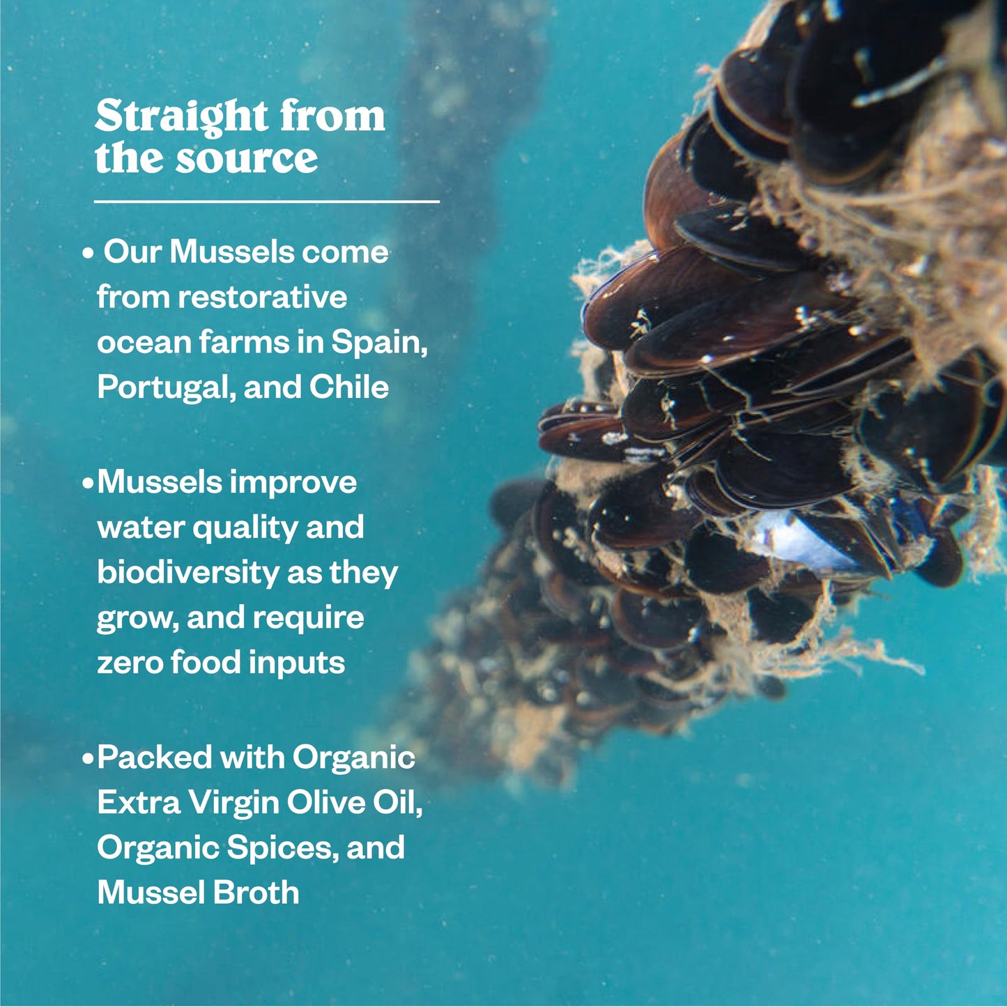 Patagonia Provisions - Spicy Mussels in Extra Virgin Olive Oil | Responsibly sourced | 18g Protein & Gluten Free