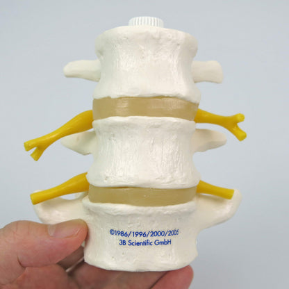3B Scientific A76/8 3 Lumbar Vertebrae Flexibly Mounted + Free Anatomy App - 3B Smart Anatomy