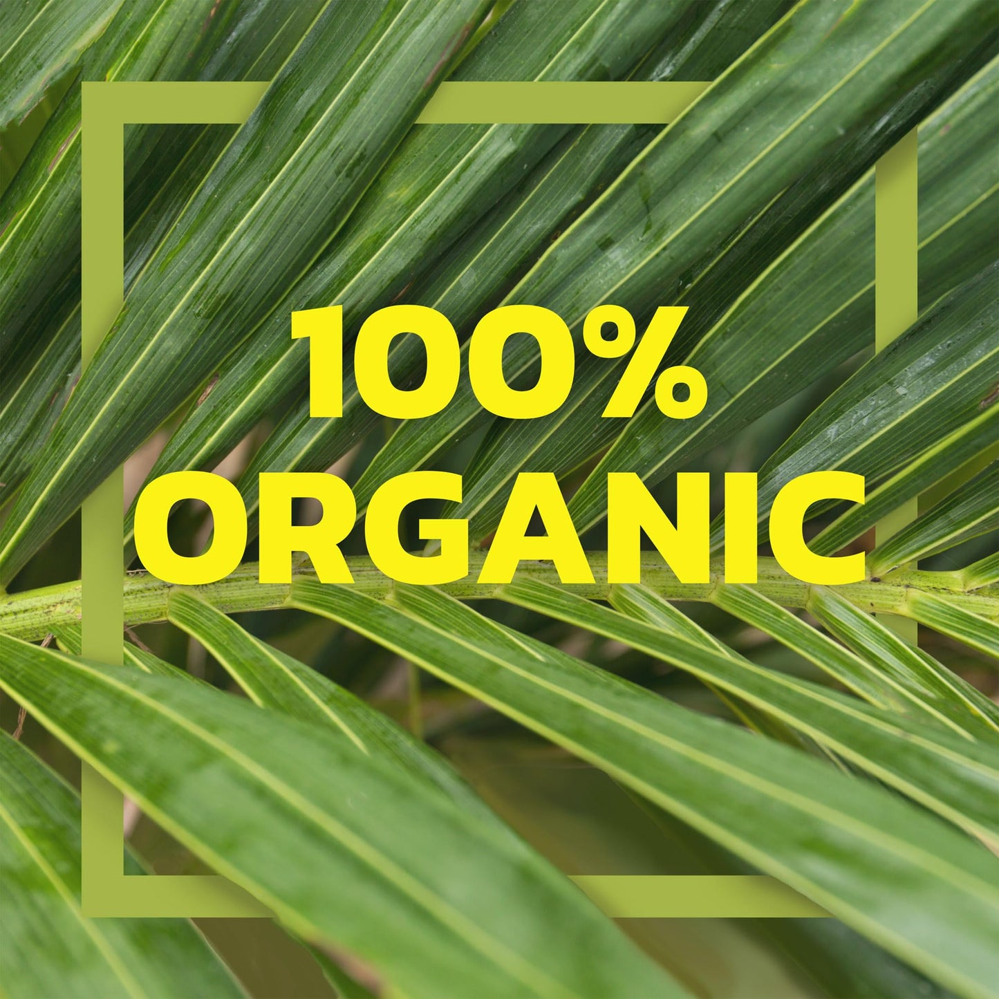 Native Forest Organic Hearts of Palm - Canned Hearts of Palm, Versatile Ingredient, Low Calorie, Non-GMO, USDA Organic - 7.7 Oz (Pack of 12)