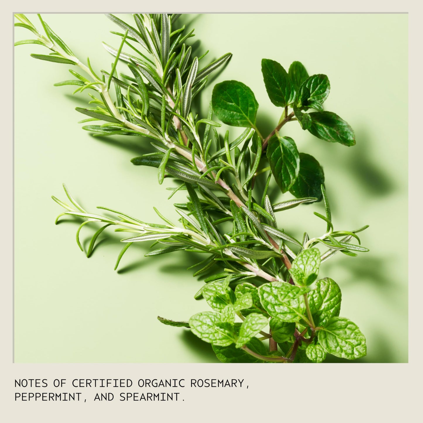 Aveda Rosemary Mint Purifying Shampoo | Clarifying Shampoo | Gently Removes Buildup, Adds Shine | For Normal to Oily Hair, Fine to Medium Hair | Invigorating Aroma| 97% Naturally Derived*