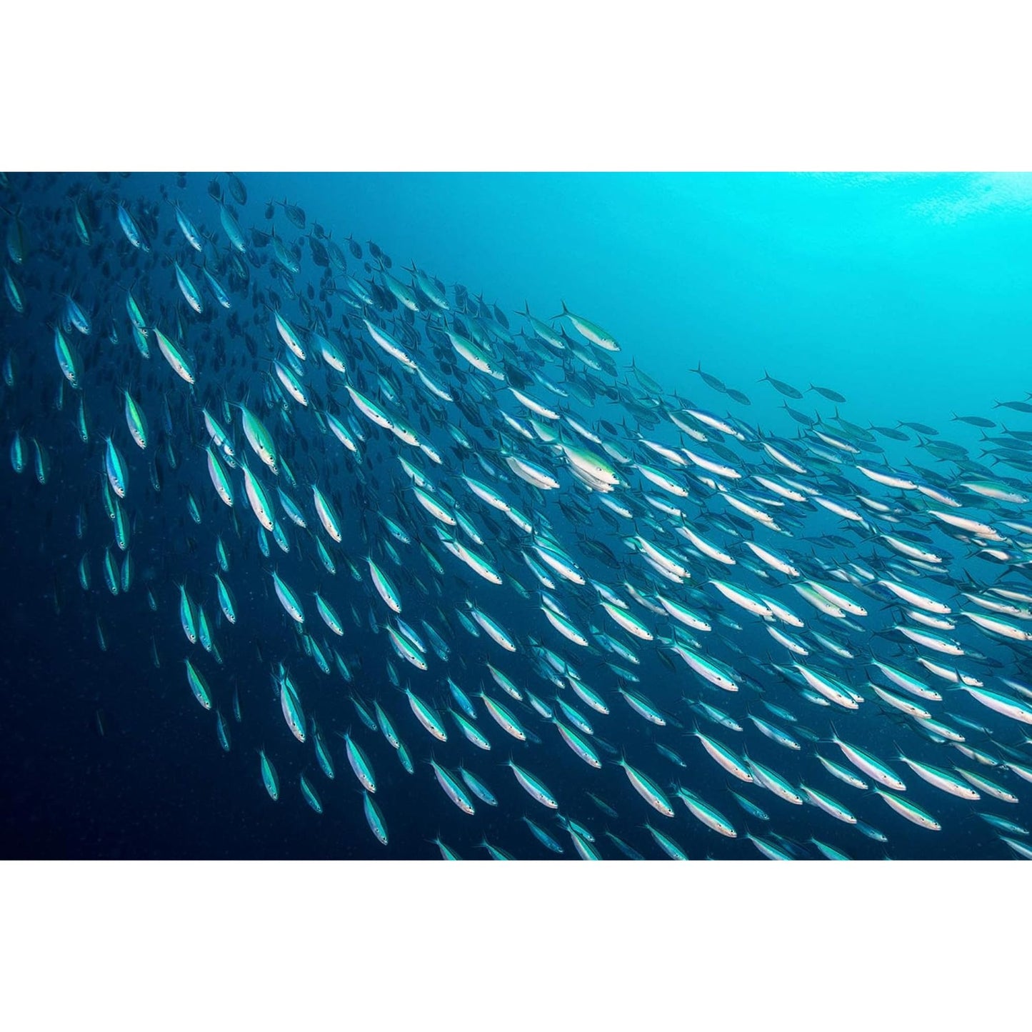 Season Kipper Snacks - Boneless Herring Fillets, Naturally Smoked Fish, Wild Caught, Keto Snacks, Non-GMO, Certified Sustainable Seafood, Non-GMO, 18g of Protein, 1800mg of Omega-3-3.25 Oz, 24-Pack