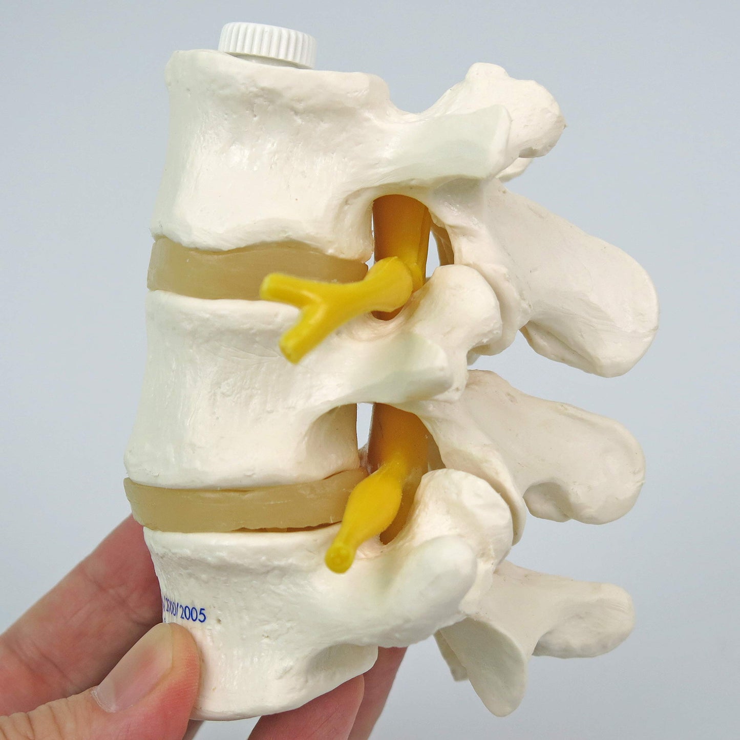 3B Scientific A76/8 3 Lumbar Vertebrae Flexibly Mounted + Free Anatomy App - 3B Smart Anatomy