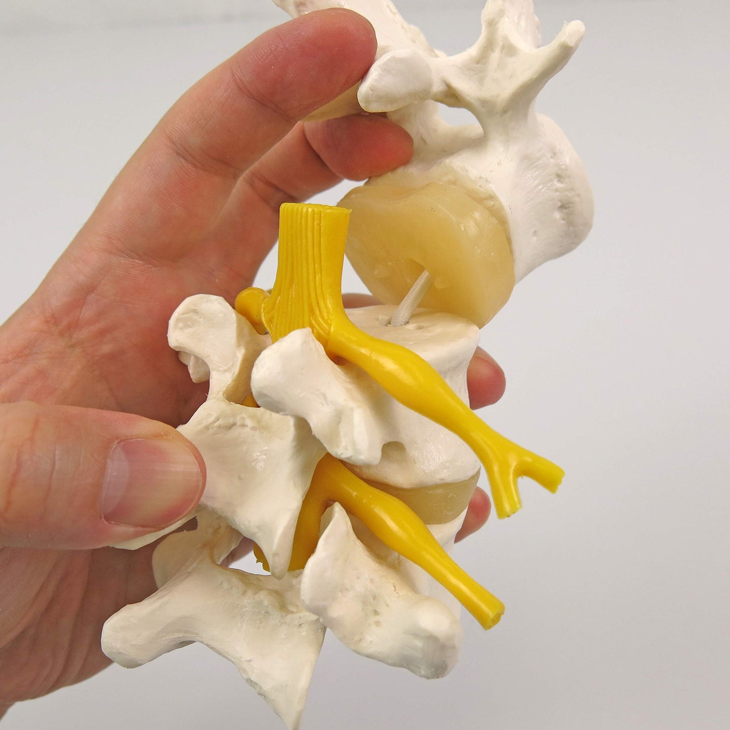 3B Scientific A76/8 3 Lumbar Vertebrae Flexibly Mounted + Free Anatomy App - 3B Smart Anatomy