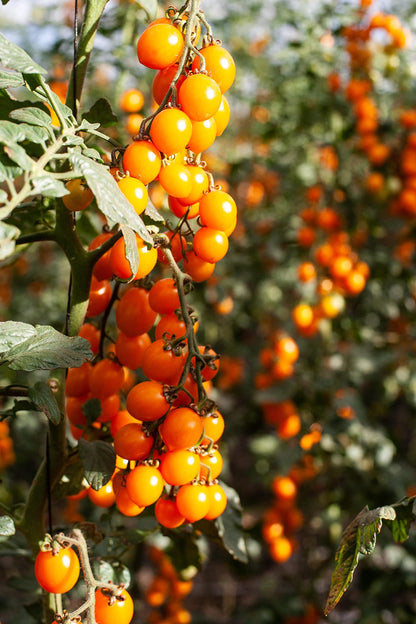 Yellow Cherry Tomatoes in Puree, Pomodorini, Daterini 28.22 oz (800g), 100% Italian, Cosi Come